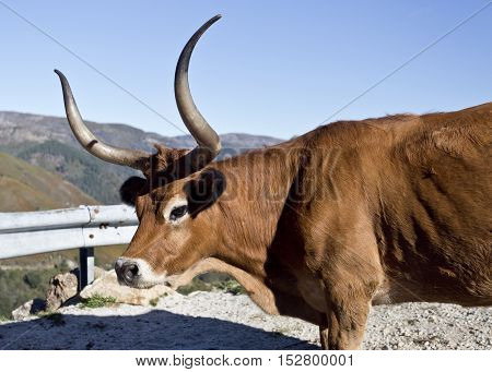 Cachena Cattle is a race of cattle breed from Portugal