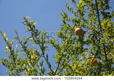 Pomegranate fruit in a tree in Jabal Al Ahkdar in Oman