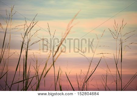 andscape fantastic sunset on the wheat field sunbeams glare