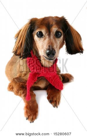 Dachshund สวมผ้าพันคอถักสีแดง ส่วนหนึ่งของชุดสร้างสรรค์แห่งฑิมภ์เดียว