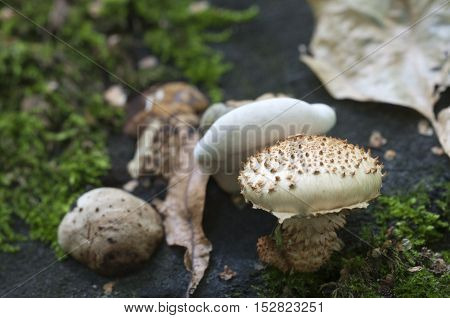 Pholiota squarrosa mushroom on an old stump