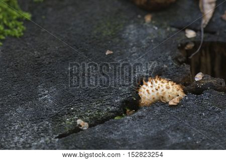 Pholiota squarrosa mushroom on an old stump