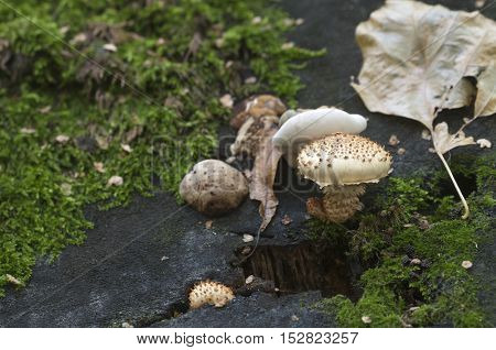 Pholiota squarrosa mushroom on an old stump