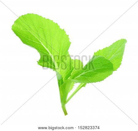 Leaf of choy sum a kind of chinese vegetable isolated on white