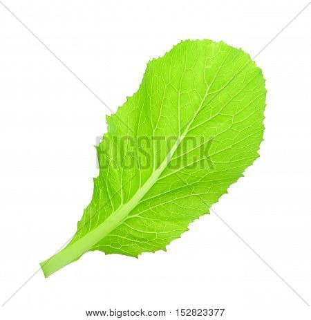 Leaf of choy sum a kind of chinese vegetable isolated on white