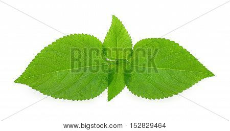 green leaf isolated on a white background