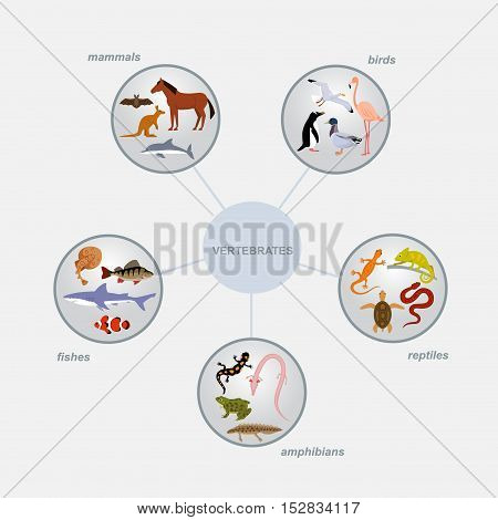 vertebrates classification infographics with round cells and animal icons