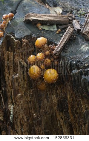 Pholiota aurivella mushroom on an old stump