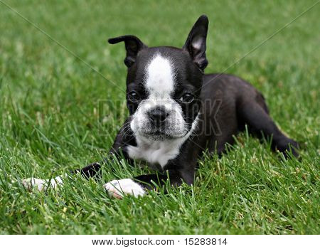 Boston Terrier köpek çim.
