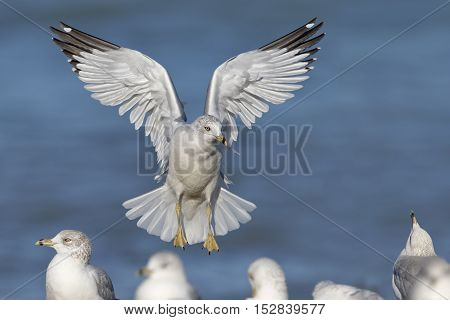 Ring-billed Gull Landing On A Lake Huron Beach