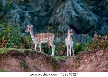 A Fallow Deer Doe