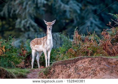 A Fallow Deer Doe