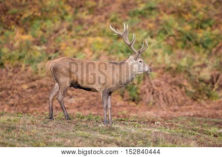 Red Deer Stag