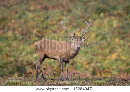 Red Deer Stag