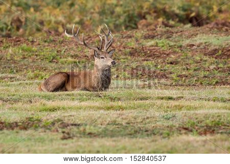 Red Deer Stag