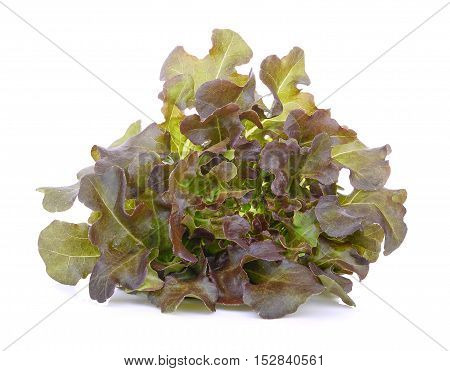 red oak lettuce isolated on white background