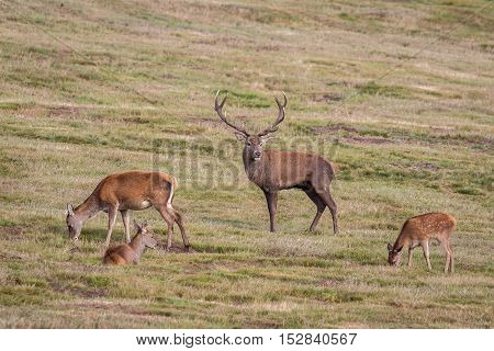 Red Deer Stag