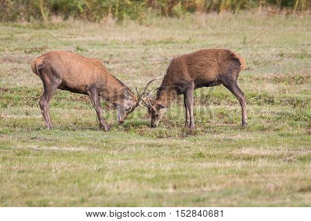 Red Deer Stag