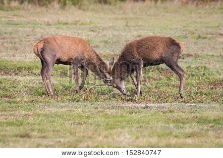 Red Deer Stag