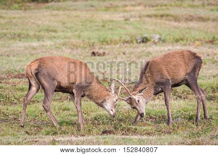 Red Deer Stag