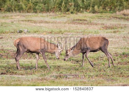 Red Deer Stag