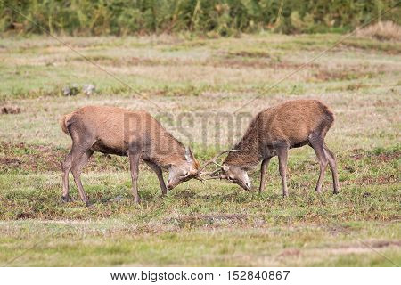 Red Deer Stag