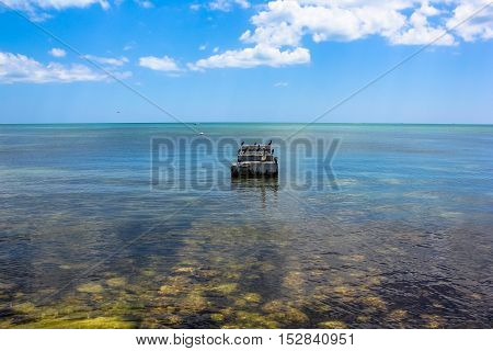 Brown pelicans and birds of other species, they rest on a piece of old concrete pier in the sea in Key West. The brown pelicans are common in Florida. Typical lagoon landscape of the Key islands.