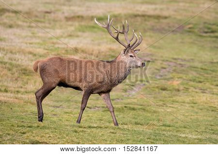 Red Deer Stag