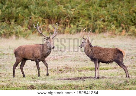 Red Deer Stag