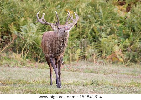 Red Deer Stag