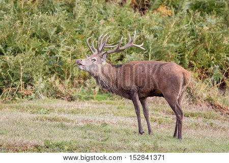 Red Deer Stag