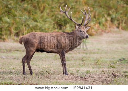 Red Deer Stag