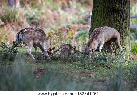 Fallow Deer Bucks Fighting