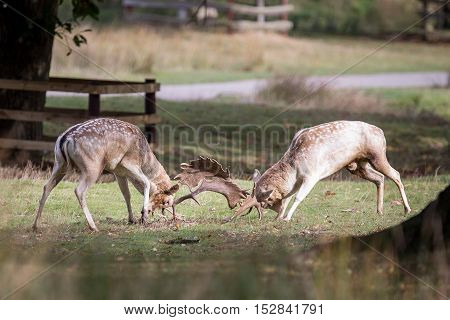 Fallow Deer Bucks Fighting