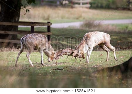 Fallow Deer Bucks Fighting