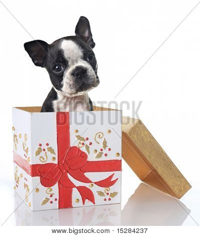 Boston Terrier köpek Noel hediye kutusunda.