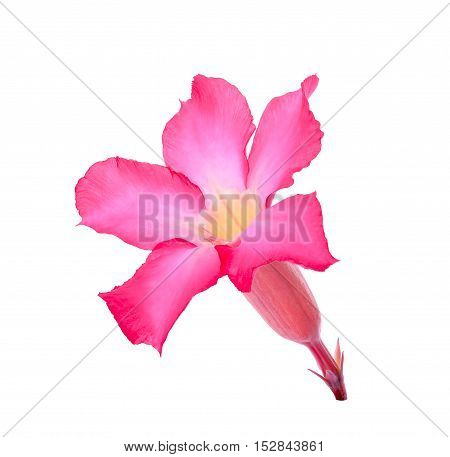 Desert Ros Impala Lily Mock Azalea flower isolated on white