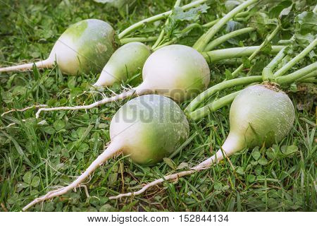 Chinese Or Green Radish