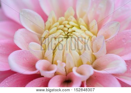 Macro of a rose dahlia - cultivar Zebrano