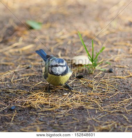 bluetit on the ground with fallen autumn leaves