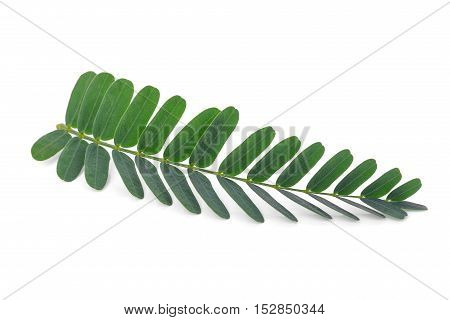 tamarind leaves isolated on the white background