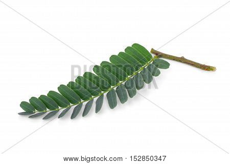 tamarind leaves isolated on the white background