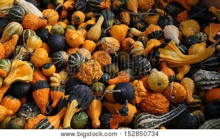 Squashs In A Market, Montreal, Quebec, Canada