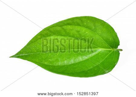 Green betel leaf heart shape isolated on white