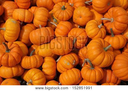 Squashs In A Market, Montreal, Quebec, Canada