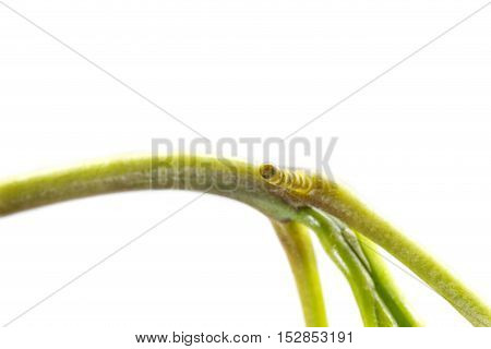 Eggs Of Banded Swallowtail Butterfly (papilio Demolion) On Host Plant