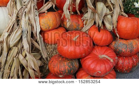 Squashs In A Market, Montreal, Quebec, Canada