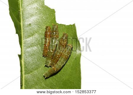 Mature 4Th Instar Caterpillars Of Banded Swallowtail Butterfly (papilio Demolion)