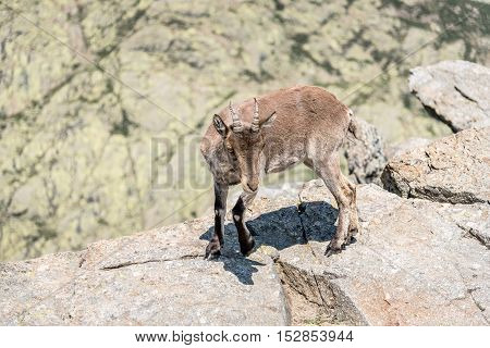 Ibex on top of the rocks. Capra pyrenaica. Regional Reserve Sierra de Gredos Avila.