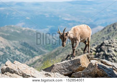 Ibex on top of the rocks. Capra pyrenaica. Regional Reserve Sierra de Gredos Avila.